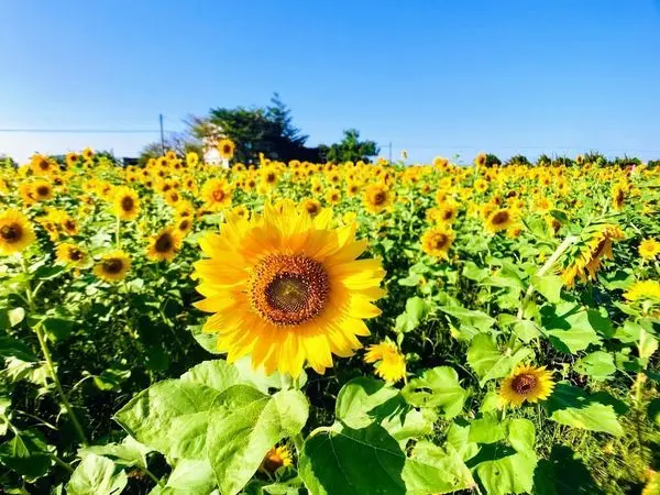 桃園賞花祕境│新屋向日葵花海爆滿開│超美的金黃色太陽花海│禾山田向日葵花田農場(2019/10/11最新花況)