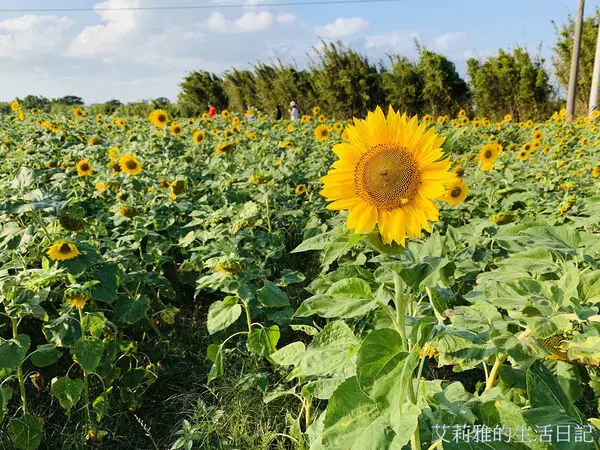 桃園新屋免費景點。禾山田向日葵花田。向日葵萬株綻放的花漾小旅行