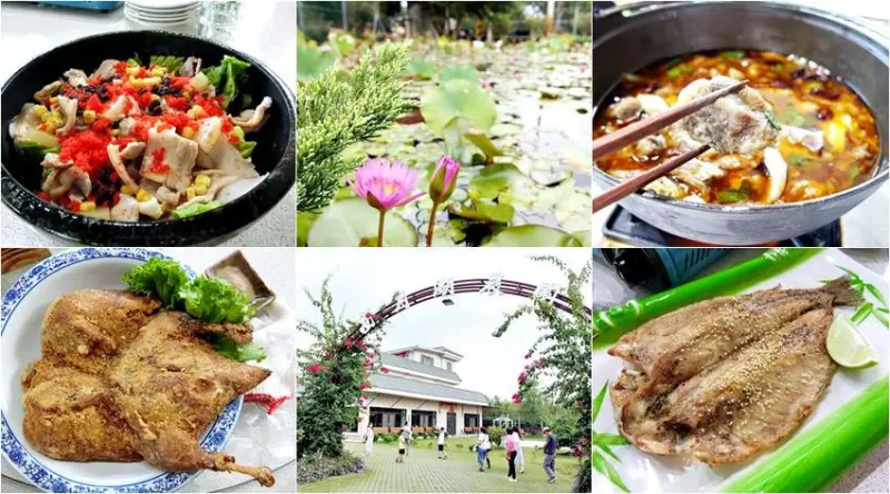 新社花海美食推薦 客家田園佳餚 沙坑荷花池景觀親子餐廳 附設花園停車場 台中西月湖農園