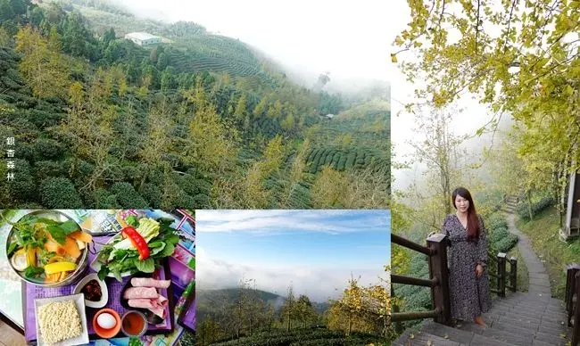 南投鹿谷一日遊美食景點 ▶ 銀杏森林、武岫農圃 ▶ 美到像畫 茶園景觀、銀杏森林步道、絕美雲海、銀杏養生火鍋 鹿谷景點、銀杏森林交通!