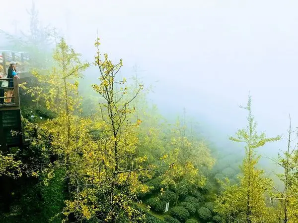 銀杏森林大崙山茶園梯田│雲霧漂渺夢幻仙境觀霧亭│大崙山瞭望平台│銀杏觀景平台│竹棧餐廳│漫步在雲端黃金森林