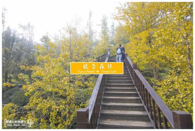 南投景點推薦｜鹿谷銀杏森林​​​​、武岫農圃、大崙山觀光茶園 雲霧飄渺中的仙境 全台種植面積臺佔地最廣的銀杏林