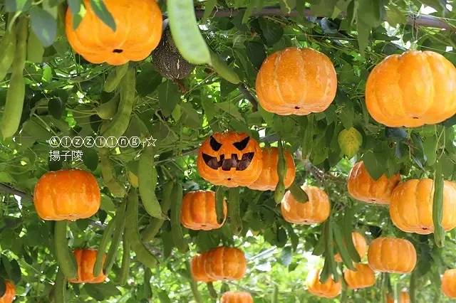 2019桃園觀音萬聖南瓜節，展期：2019.10.19~11.03止～