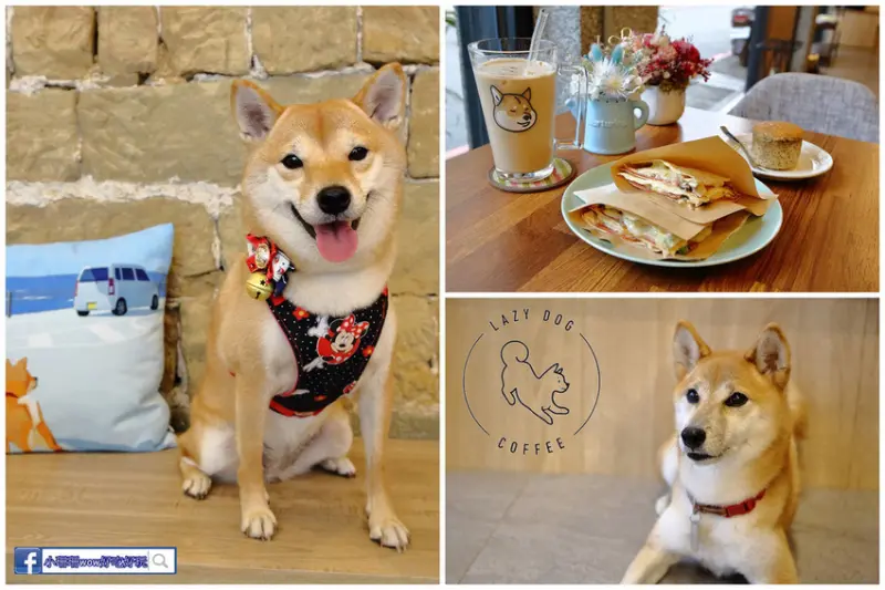 【食。深坑】LazyDog Cafe 伸懶腰〜柴柴主題咖啡廳。深坑老街旁悠閒享受咖啡香，幸運者可以巧遇店狗噢