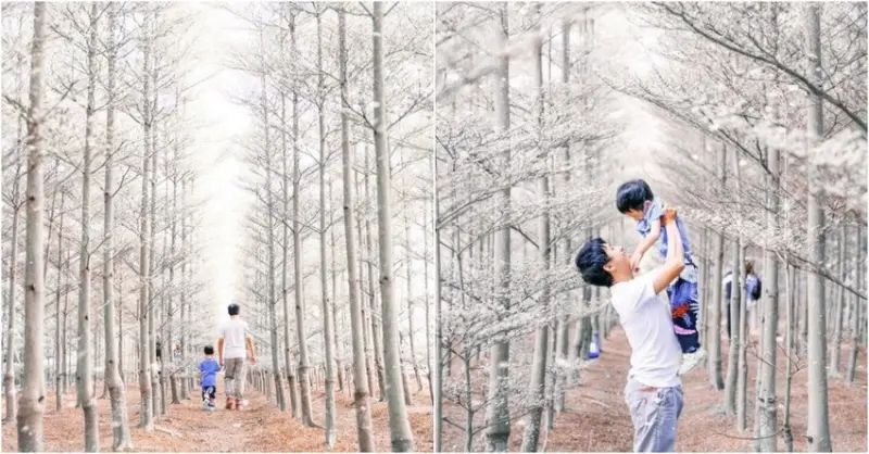 彰化田尾・小葉欖仁森林：冬季戀歌場景登場！免費超夢幻秘境森林，一秒飛雪國，IG網美打卡熱門景點，隨便拍都好看，浪漫爆炸！