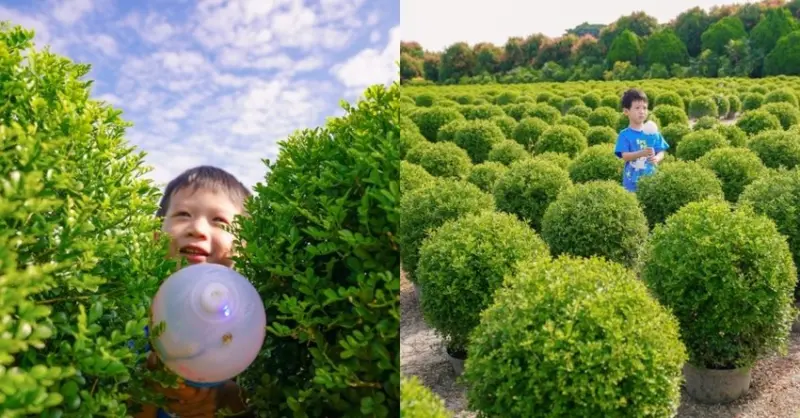 彰化田尾・台版抹茶丸子波波草田～好多顆圓滾滾超可愛！一起進入抹茶波波草迷宮探險吧～免費拍照景點路線，親子就醬玩～