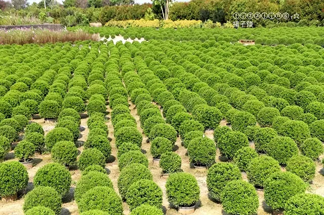 2020彰化田尾粉療癒系的台版抹茶波波草初訪&走過路過彰化溪湖湳底路葡萄園～