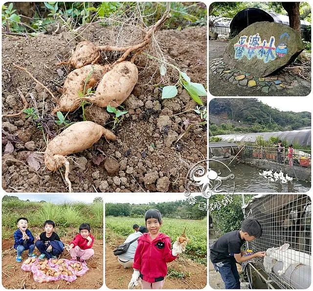新北三芝親子景點【番婆林花園休閒農場】周末假日一起來去挖地瓜、拔蘿蔔，親手挖取的57號地瓜，特別香甜好吃！收穫滿滿大豐收！