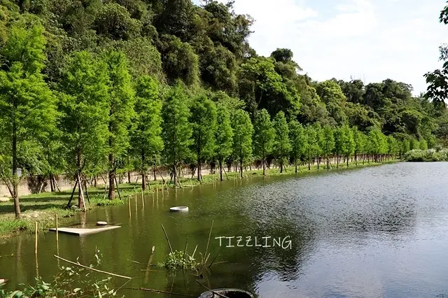 2021桃園大溪｜月眉人工濕地生態公園，落羽松新境，2022/01/02現場美景特報！