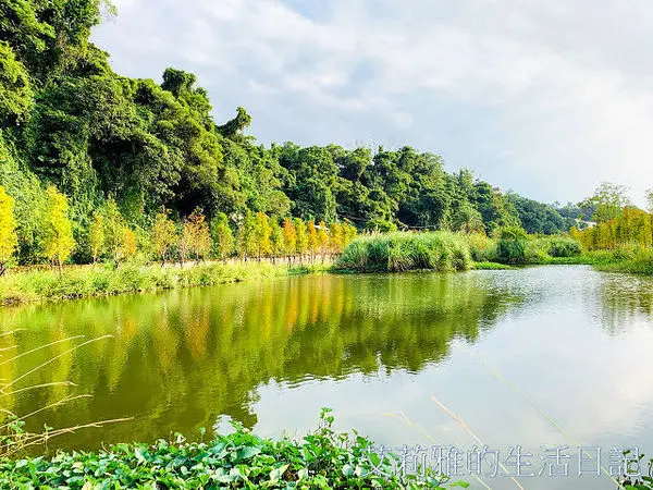 桃園大溪月眉人工濕地生態公園。落羽松+倒影拍照真不賴。免費景點