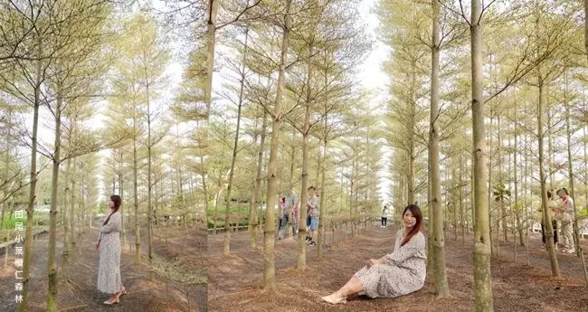 彰化旅遊景點 ▶ 田尾小葉欖仁森林 ▶ 季節限定冬季戀歌場景 超好拍、超夯打卡新熱點! 鄰近田尾公路花園 交通資訊!