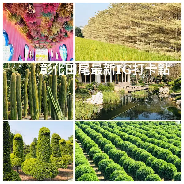 彰化田尾最新IG打卡景點|小葉欖仁森林|台版波波草|綠野仙蹤貨櫃文創園區|生源仙人掌|台灣銘園庭園美術館|鵝群綠樹|田尾旅遊最新資訊分享|田尾景點推薦行程