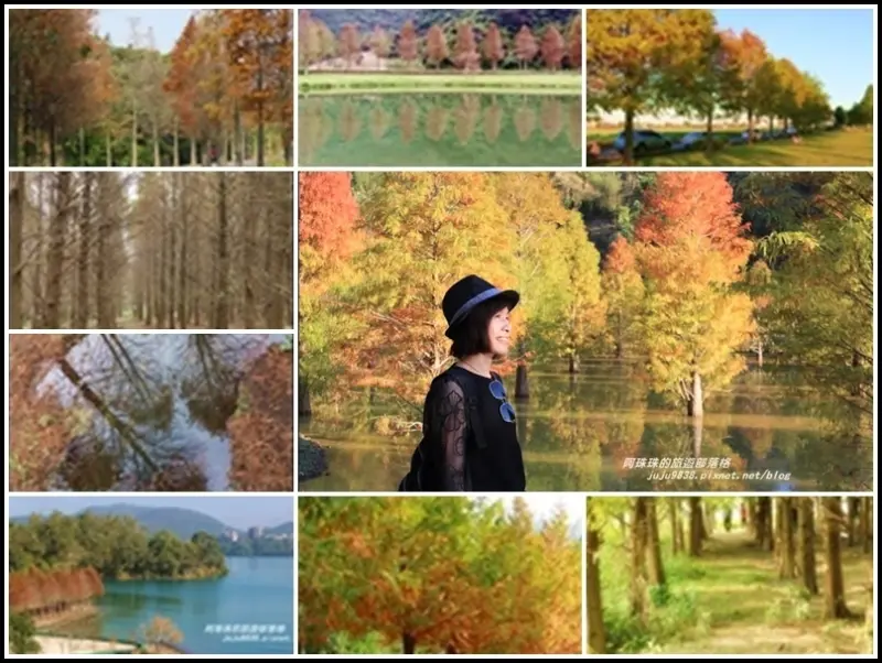 季節限定。精選全台落羽松19處景點懶人包(2020年更新版)