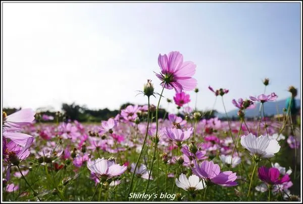 2019關渡秘境花海~緣起關渡花現秘境