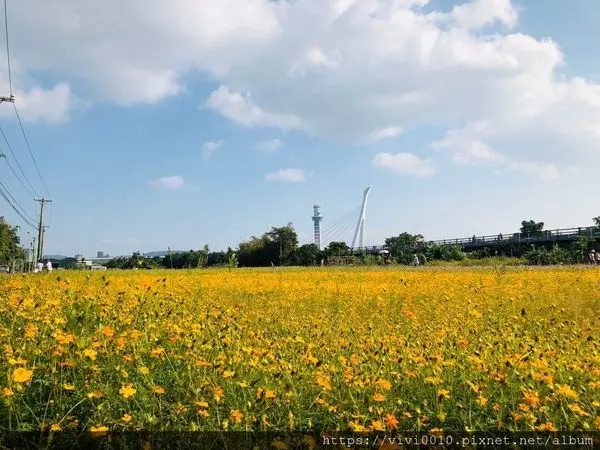 圓圓家出去玩-<台北關渡>關渡秘境花海超漂亮，城市裡的小秘境!原來有這麼放鬆的波斯菊花海正搖曳