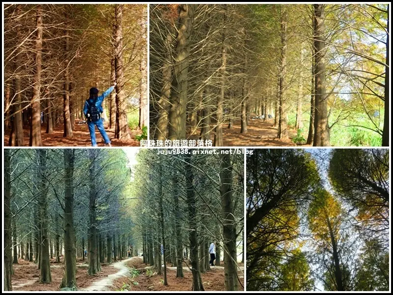 桃園八德落羽松秘境｜誤入超夢幻北國風情森林