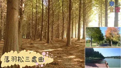 [桃園八德] 落羽松三處曲：八德落羽松森林-霄裡大池落羽松林-落羽松大道