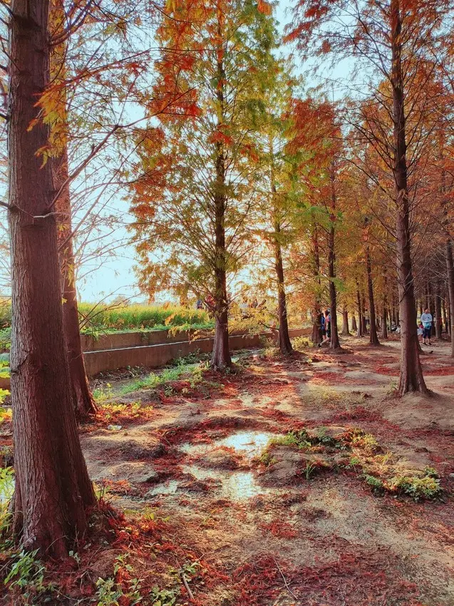 不用出國也可以拍到歐洲的美景，桃園八德落羽松森林~