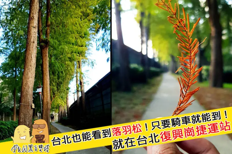 台北景點推薦落羽松秘境！復興崗落羽松步道！不用遠赴桃園也有小確幸美景～私密情侶景點推薦！ - D&W-黑白雙搭 旅遊｜美食｜生活｜攝影
