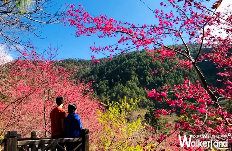 2019武陵農場櫻花祭 / WalkerLand窩客島提供
