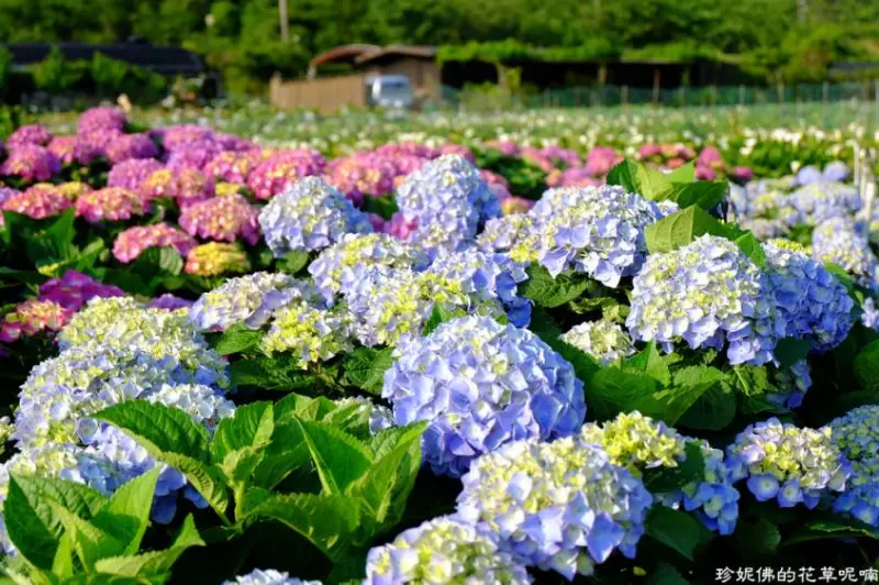 窩客 珍妮佛的花草呢喃 推薦 財福海芋田