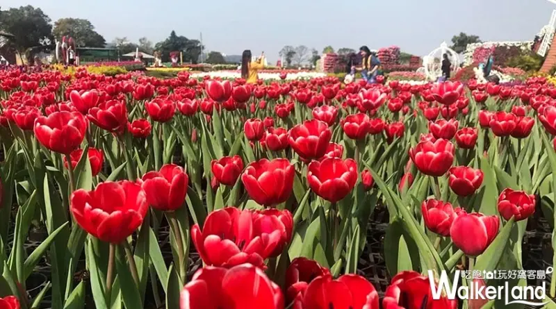 中社觀光花市 / WalkerLand窩客島整理提供