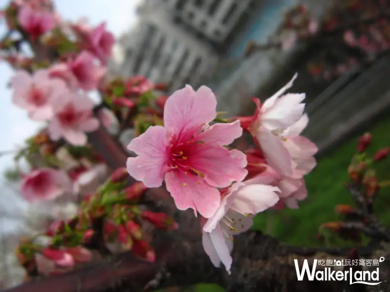 賞櫻,台北賞櫻,寒櫻,賞櫻秘境,內湖樂活公園,樂活公園