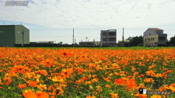 雲林景點「雲林 . 莿桐孩沙里花海」/ 窩客 1817BOX   提供