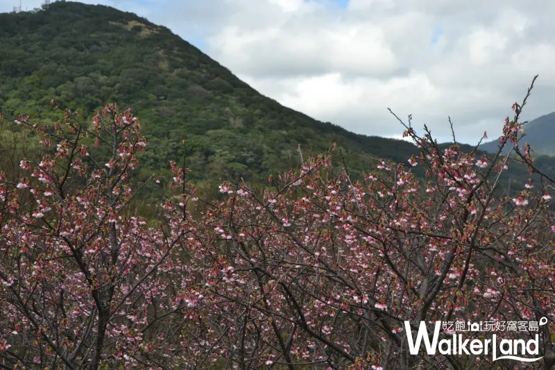 櫻花,賞櫻,台北賞櫻