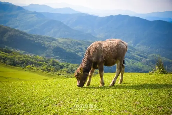 旅遊窩客 我的旅圖中during my journey 提供 / 桃源谷大草原