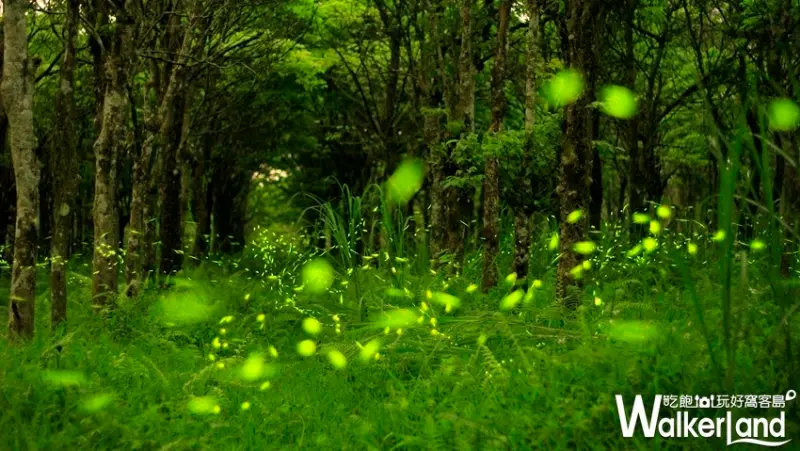 「2019大農大富賞螢趣」 / WalkerLand窩客島整理提供 未經許可不可轉載
