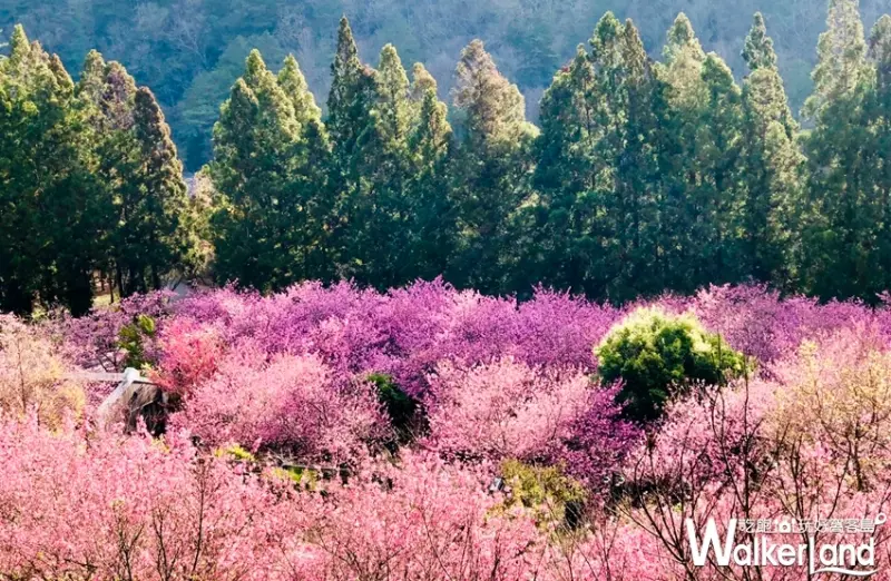 2019武陵農場櫻花祭 / WalkerLand窩客島提供