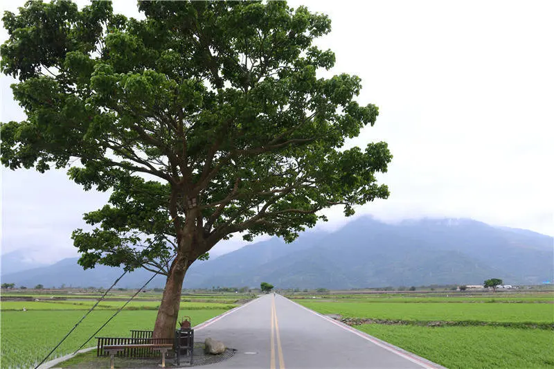 台東景點「伯朗大道」 /窩客 跟著小毛一起趴趴GO 提供