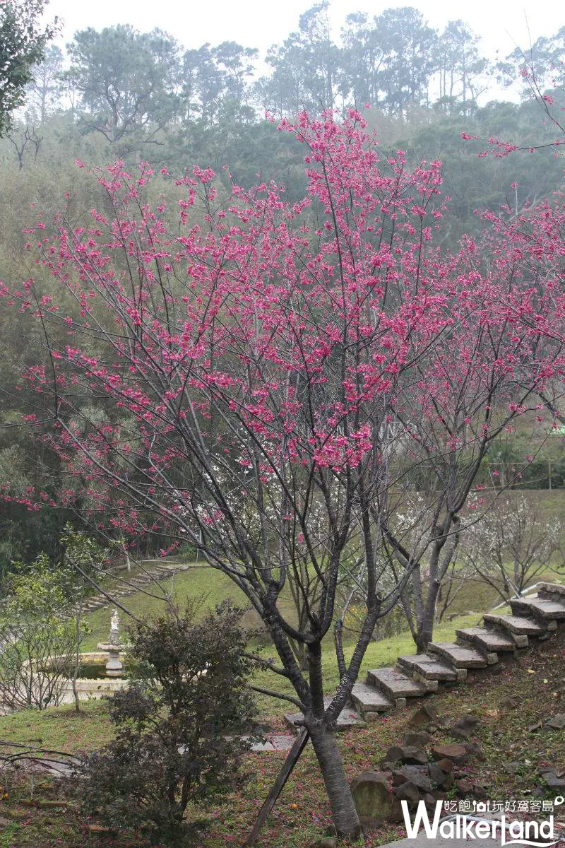 普拉多山丘假期,庭園餐廳,景觀餐廳,景觀民宿,櫻花