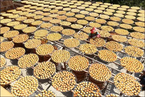 【留言贈獎】秋天就要吃柿餅！《魔鬼甄瘋玩全台灣》帶你一起遊新竹！