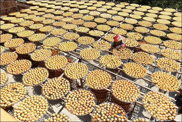 【留言贈獎】秋天就要吃柿餅！《魔鬼甄瘋玩全台灣》帶你一起遊新竹！