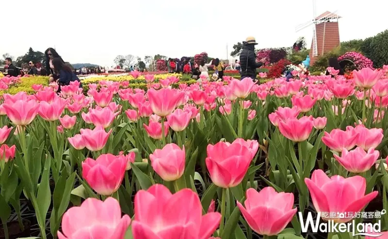 中社觀光花市 / WalkerLand窩客島整理提供