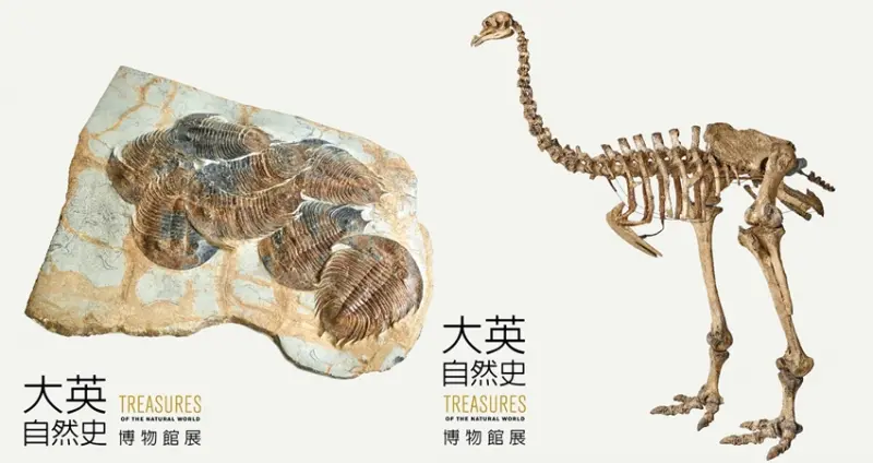 「大英自然史博物館展」/ WalkerLand窩客島提供
