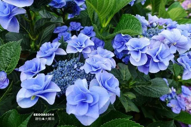 窩客 靜怡 推薦 高家花田