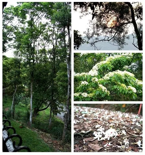 走入山林只為掬一捧桐花－－三義綠波浪會館