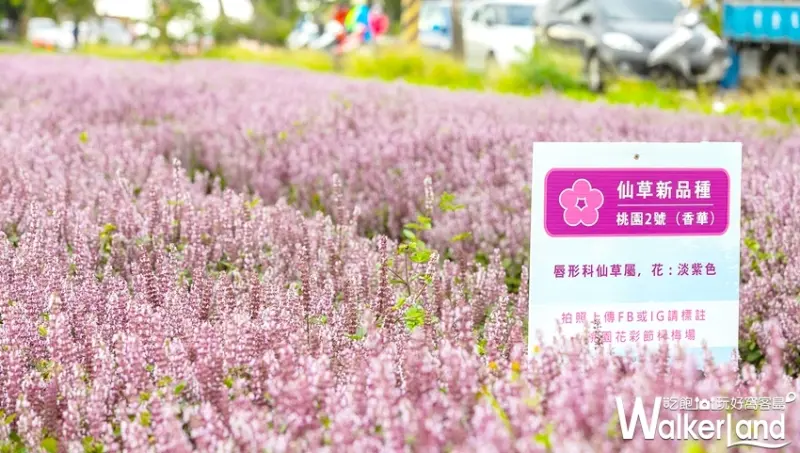 2018桃園花彩節「仙草花花海」 / WalkerLand窩客島提供
