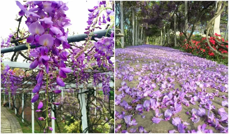 原來淡水還能這樣玩！編輯大推「臨山觀海」路線4大美景，因為景致美得太危險，一路拍到手機、相機沒電也只是剛好而已！
