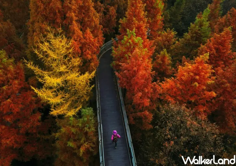 旅天下 日本賞楓行程推薦/ WalkerLand窩客島整理提供 未經許可不可轉載。