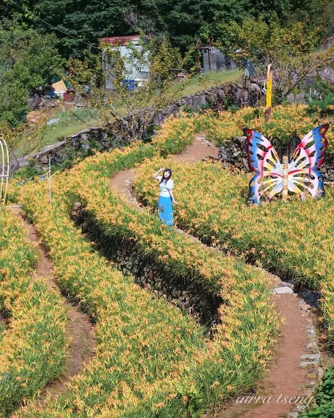 陽明山就有金針花海 #竹子湖故鄉金針花農園 / WalkerLand窩客島整理提供 未經許可不可轉載