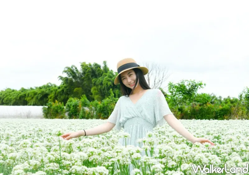 2024大溪韭菜花節 活動資訊/ WalkerLand窩客島整理提供 未經許可不可轉載。