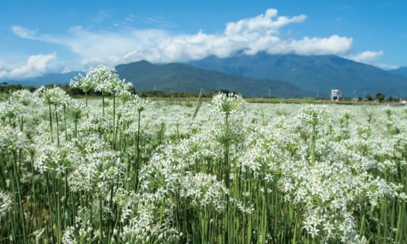 2024韭菜花田打卡點推薦  / WalkerLand窩客島提供 未經許可，不得轉載