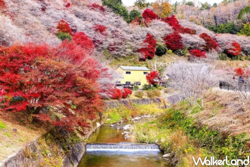 KKday 日韓賞楓必搶優惠推薦  / WalkerLand窩客島提供 未經許可，不得轉載
