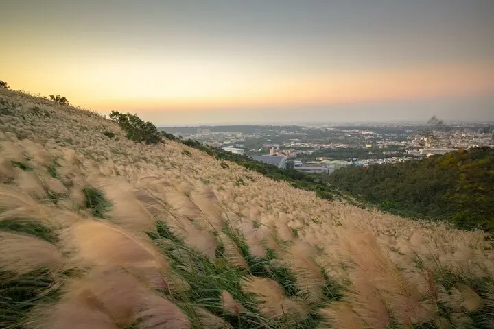  桃園人也有芒花山海 #秀才登山步道/ WalkerLand窩客島整理提供 未經許可不可轉載