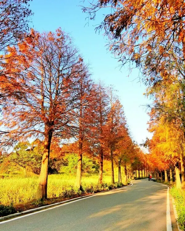  桃園秋季必拍 #落羽松大道/ WalkerLand窩客島整理提供 未經許可不可轉載