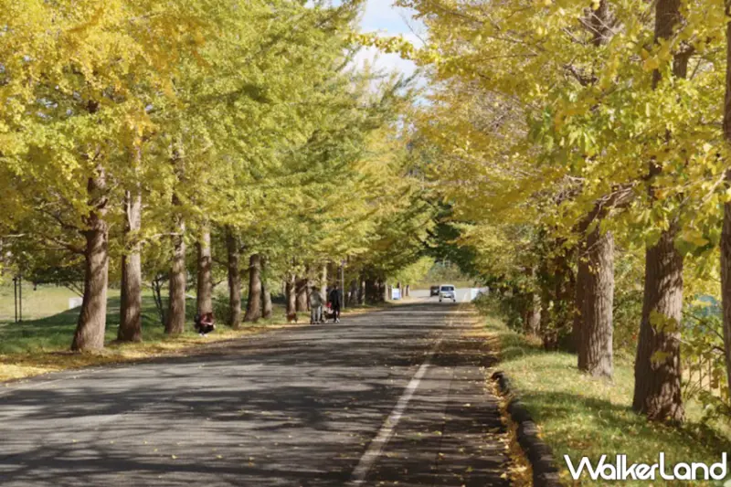 城崎溫泉祭典、賞楓景點大公開，解鎖但馬地區最熱鬧的秋日慶典與隱藏景點。